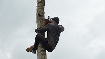 Cưa cây Dừa kiểu này có Mạo Hiểm quá không...?Cut the coconut tree risk .Thanh Hoai KG