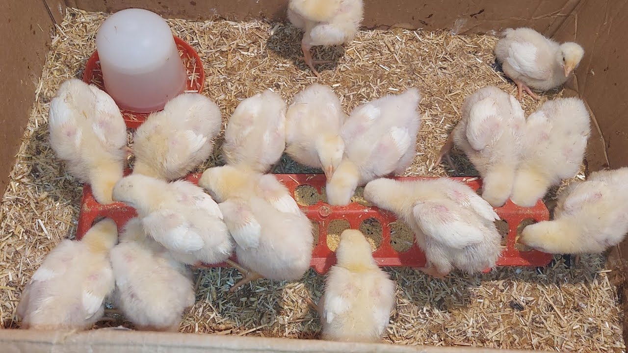 اهي دي بقي الكتاكيت الكب عمر ٦ ايام حاجه كدا تفتح النفس