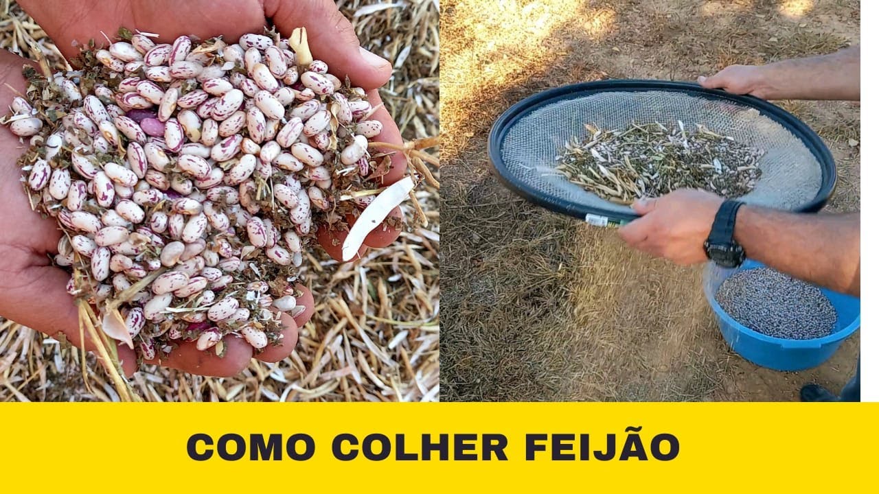 COMO COLHER FEIJÃO DE FORMA MANUAL