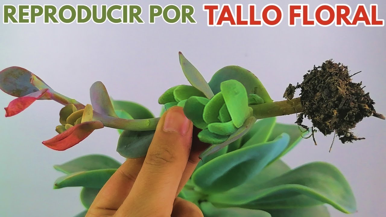 reproducir suculentas por tallo floral facilmente y muy rapido echeverias donsuculento