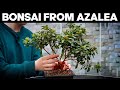 How to make bonsai from azaleaeasy