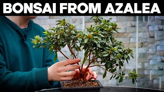 How to Make Bonsai from Azalea*EASY*