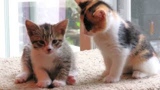 Rosey's neighbor's kittens 8 weeks 01224