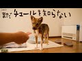 チュールを初体験した瞬間…&チャーリーを抱っこしてみたら…. 牧場に捨てられてた犬との生活65日目