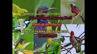Suara Pikat Burung Kecil Segala Jenis Burung Masteran Peng Hisap Madu Hingga Pemakan Serangga
