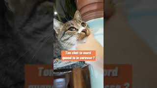 The petted biting cat
