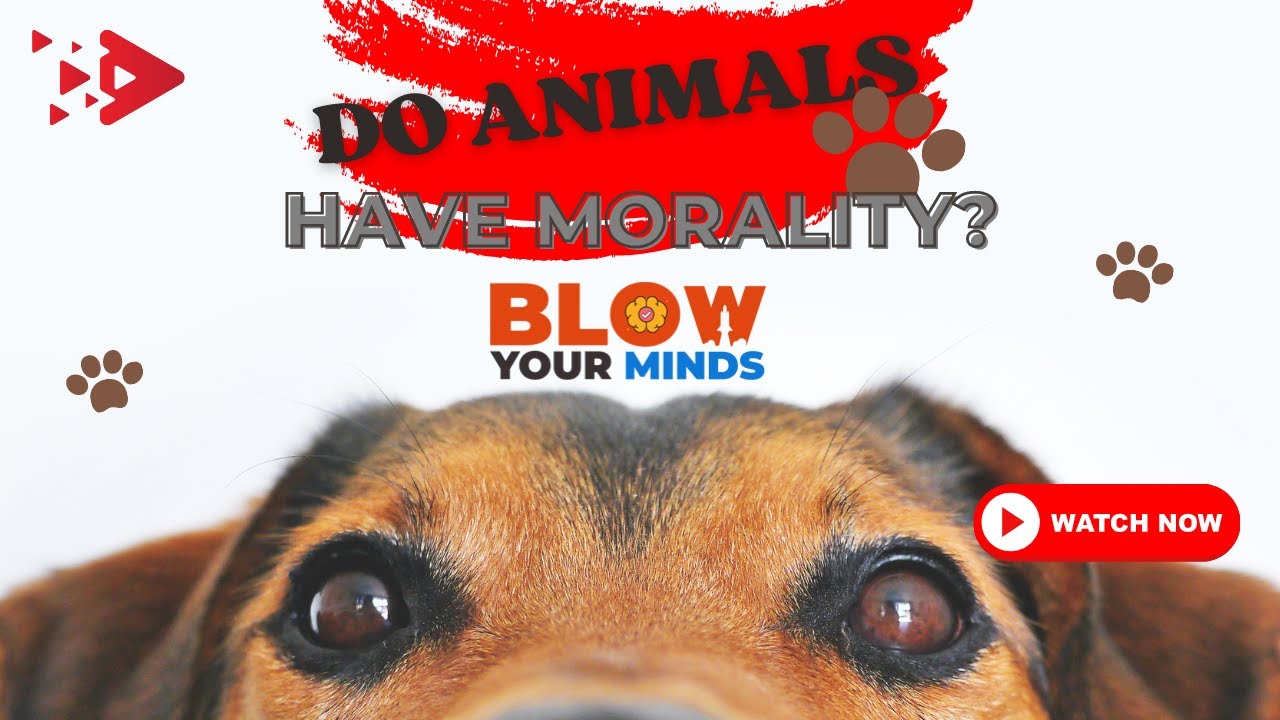Do Animals Have Morality Exploring Ethics in the Animal Kingdom YouTube