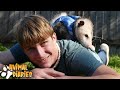 Why Opossums Make AWESOME Pets!