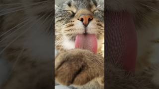 Happy Tongue Out Tuesday