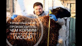 Сравнение баранов. Меринос или курдючный? Почему не хотим держать гиссар