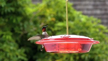 male ruby-throated hummingbird guarding a feeder