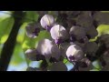 春日大社の藤(2019)その2