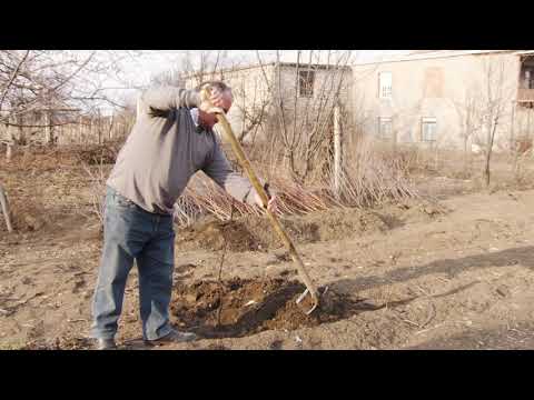 ატმის ბაღის გაშენება მოვლა