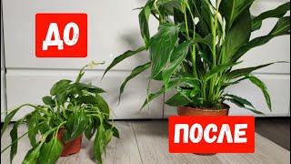 видео: Даже ЧАХЛЫЙ СПАТИФИЛЛУМ сразу ОЖИВЕТ и ПЫШНО ЗАЦВЕТЕТ картинка: Даже ЧАХЛЫЙ СПАТИФИЛЛУМ сразу ОЖИВЕТ и ПЫШНО ЗАЦВЕТЕТ