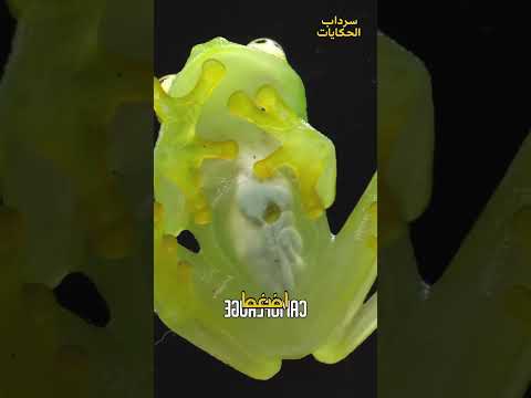 ضفدع شفاف ي ظهر أعضاءه كائنات غريبة