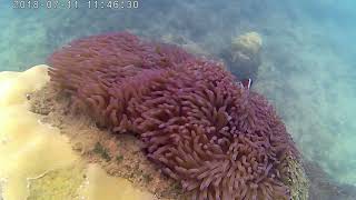 Amazing Clown Fish (Nemo) Rhu Island Malaysia part 2