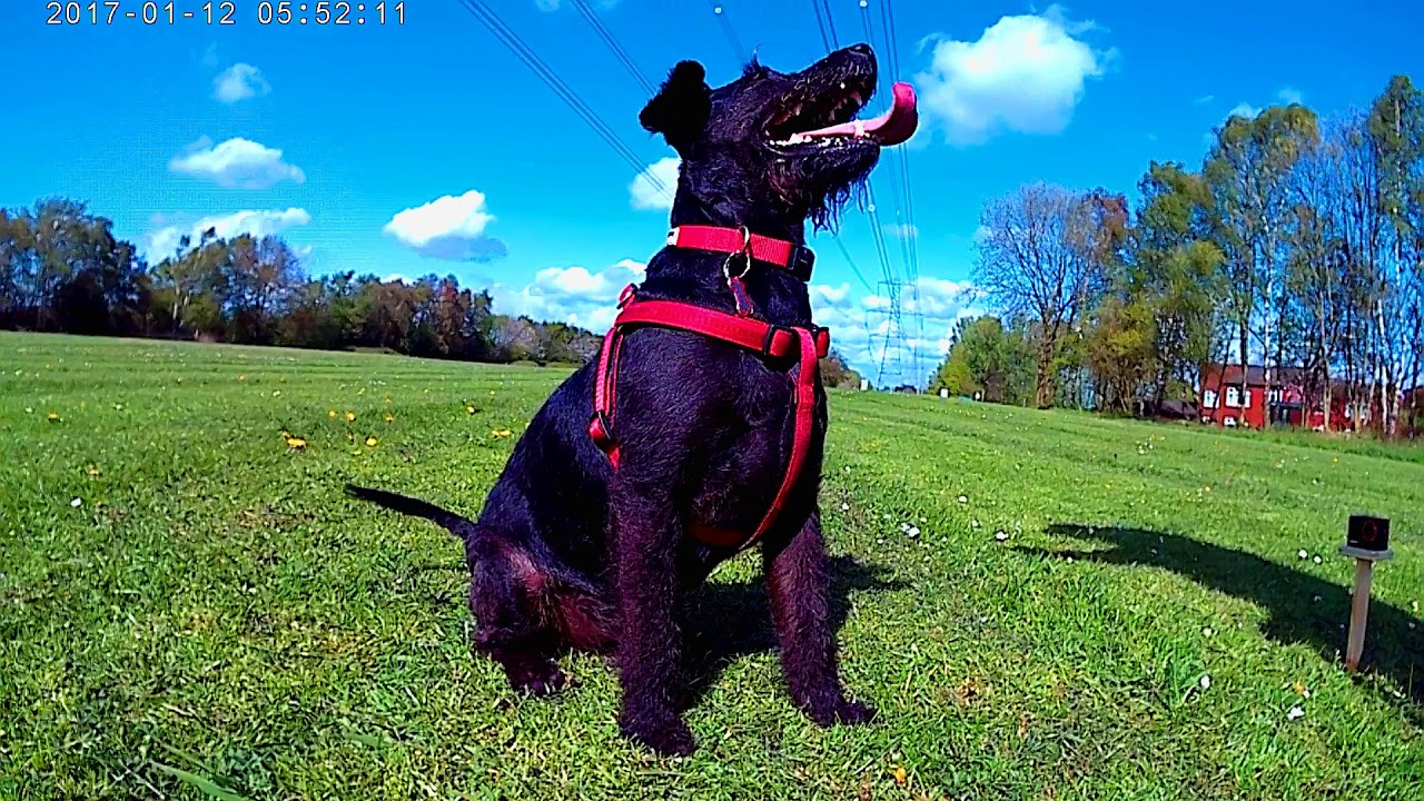 patterdale terrier schutzhund