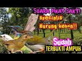 Suara Pikat Burung Specialis Burung Kebon Mp3 - Mp4 Download