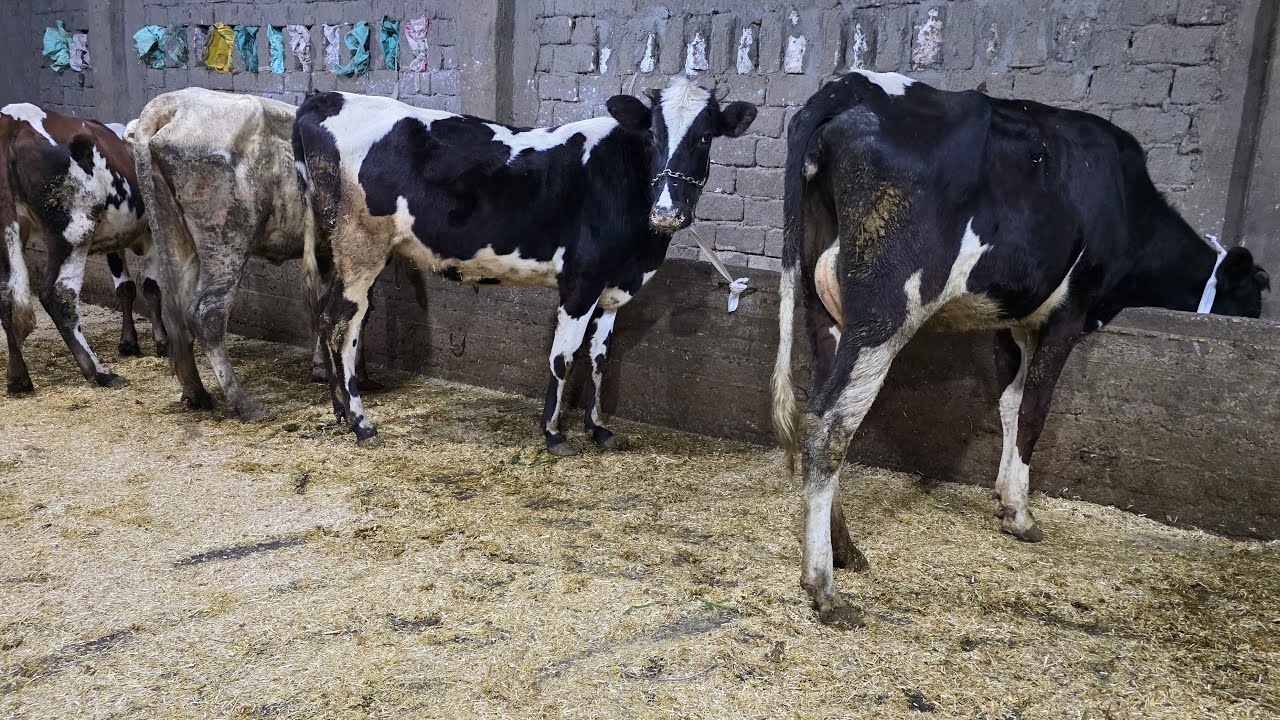 وداعا للغلاء مفاجأة رمضان  عجلات 🐄 لحم بنص الثمن وعشر  سلالات هولشتاين بسعر من 28 الف