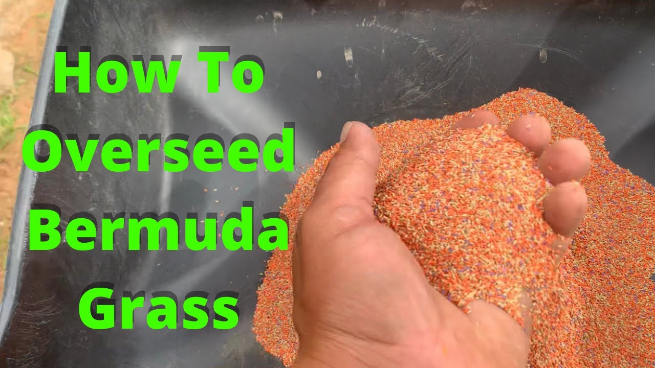 How To Overseed Bermuda Grass YouTube how-to-overseed-bermuda-grass-youtube