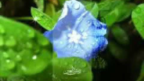سوره نوح بصوت القارئ راسم التميمي (رحمه الله)