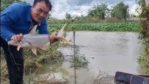 câu cá tra sông phần 4 #sanbat tv #caucatrasong