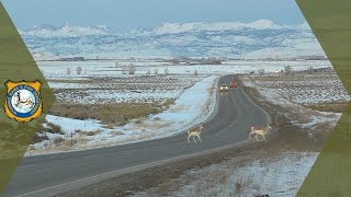 Roadkill Regulation