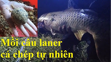 Hướng dẫn mồi câu câu cá chép tự nhiên rất hiệu quả và clip lên hàng khủng