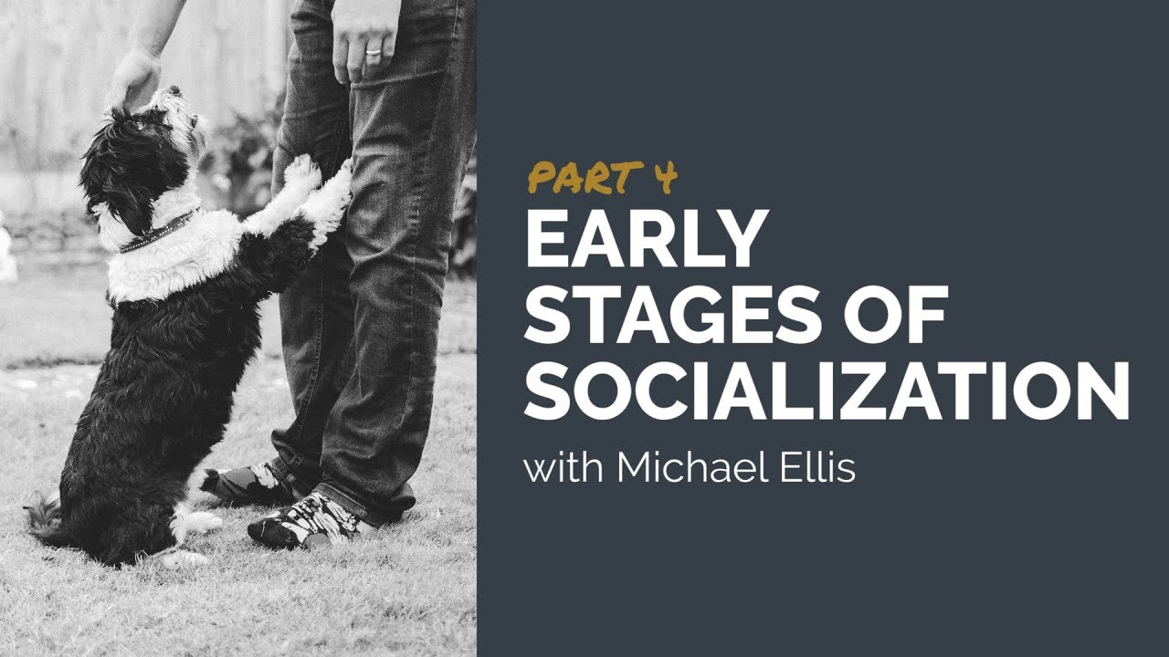 dog trainer in delhi Part 4: Early Stages of Socializing with Michael Ellis