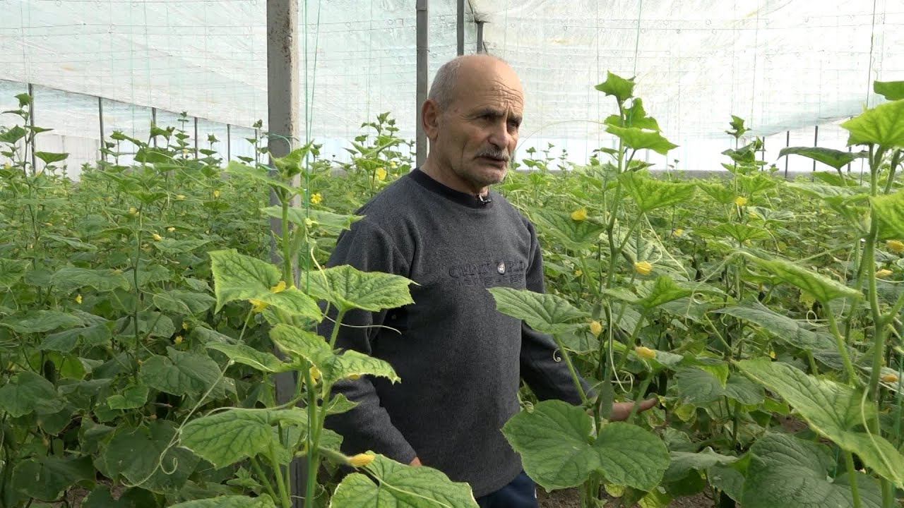 Խորոնք գյուղի ջերմոցները