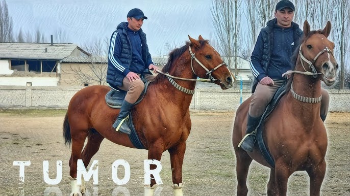 Yetuk mushuk oyoqlari Jinsiy aloqani anglatuvchi tatuirovka