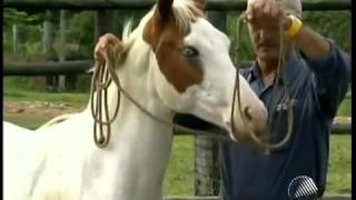 Domador de cavalos descobre melhor forma de amansar animais Bahia