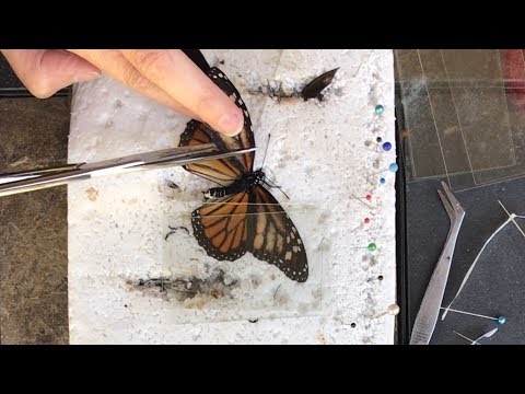 Zoo Volunteer Performs Delicate Butterfly Wing Transplant | Butterfly Rescue!