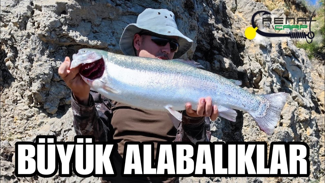 Doğru bilinen yanlışlar...Renat yemlere peş peşe düşen Trofe büyükler. Alabalık avı