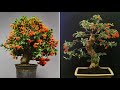 Feuerdorn Bonsai Pyracantha. Zeitraffer- Blüte-, Styling- und Verdrahtungsmethode #worldofbonsai