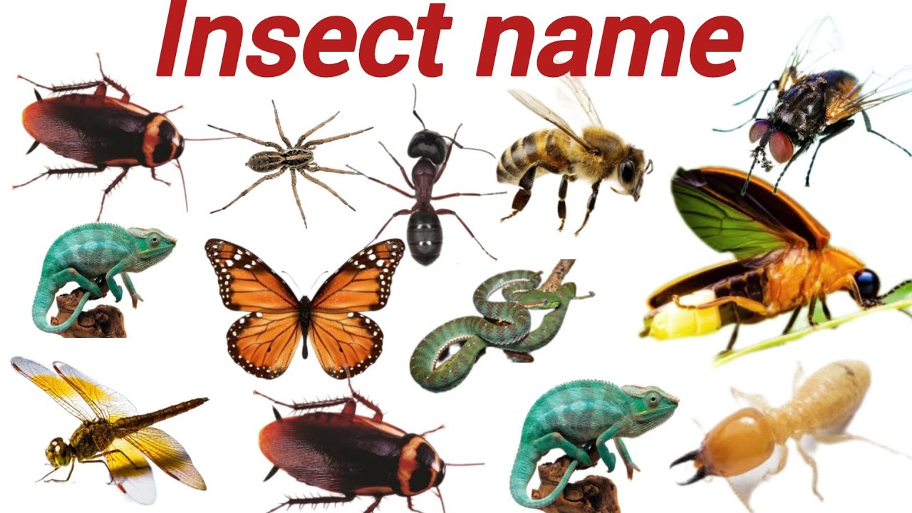 Insect name, Names of insects,crawling animals names, - YouTube