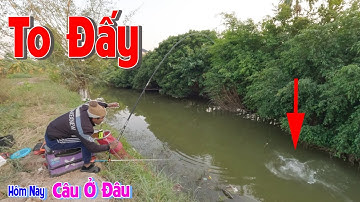 Hôm Nay Câu Ở Đâu tập 12 | Mồi Diếc Vuốt Khô Vị Tanh