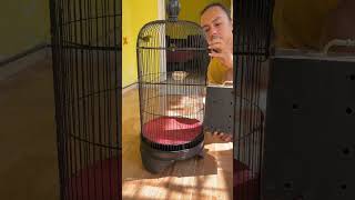 burung Pleci Baru Lagi nih, Kemarin main di kios temen #burung #kicaumania #qinarabanyuwangi