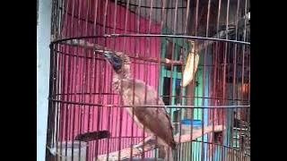 Burung kacakoa bima-ntb