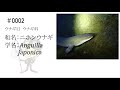 ＃0002ニホンウナギ