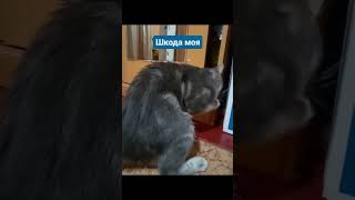 Шкодинка Моя #Ржачныевидео #Tiktok #Shortscats #Cat #Смех #Юмор #Приколы