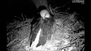 Decorah Eagles Mom Lays Her Third Egg  2-24-12  8:05pm CST