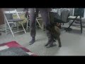 Тренировка щенка. Малинуа NikitA, 2 месяца и 12 дней. Танцы с собаками. Базовые элементы