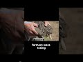 How Rabbits Broke Australia#australia #rabbits #historyshorts #documentary #wildlife #facts #shorts