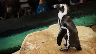 Live penguin cam (biologist view) | california academy of sciences