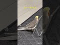 ふーーちゃん♪こんにちは♪ドヤっ