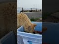 猫って綺麗な水用意してやってても何故か汚い水飲むよね