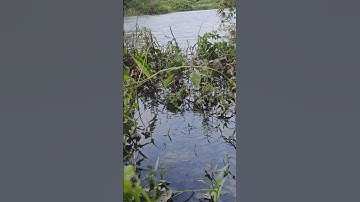 Water Coconut Goby Fishing 6 l Câu Cá Bống Dừa 6 l #shorts