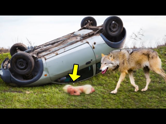 Wolf Finds a Baby in Car Accident, He Brings Her To the Wood And The Unthinkable Happens... class=