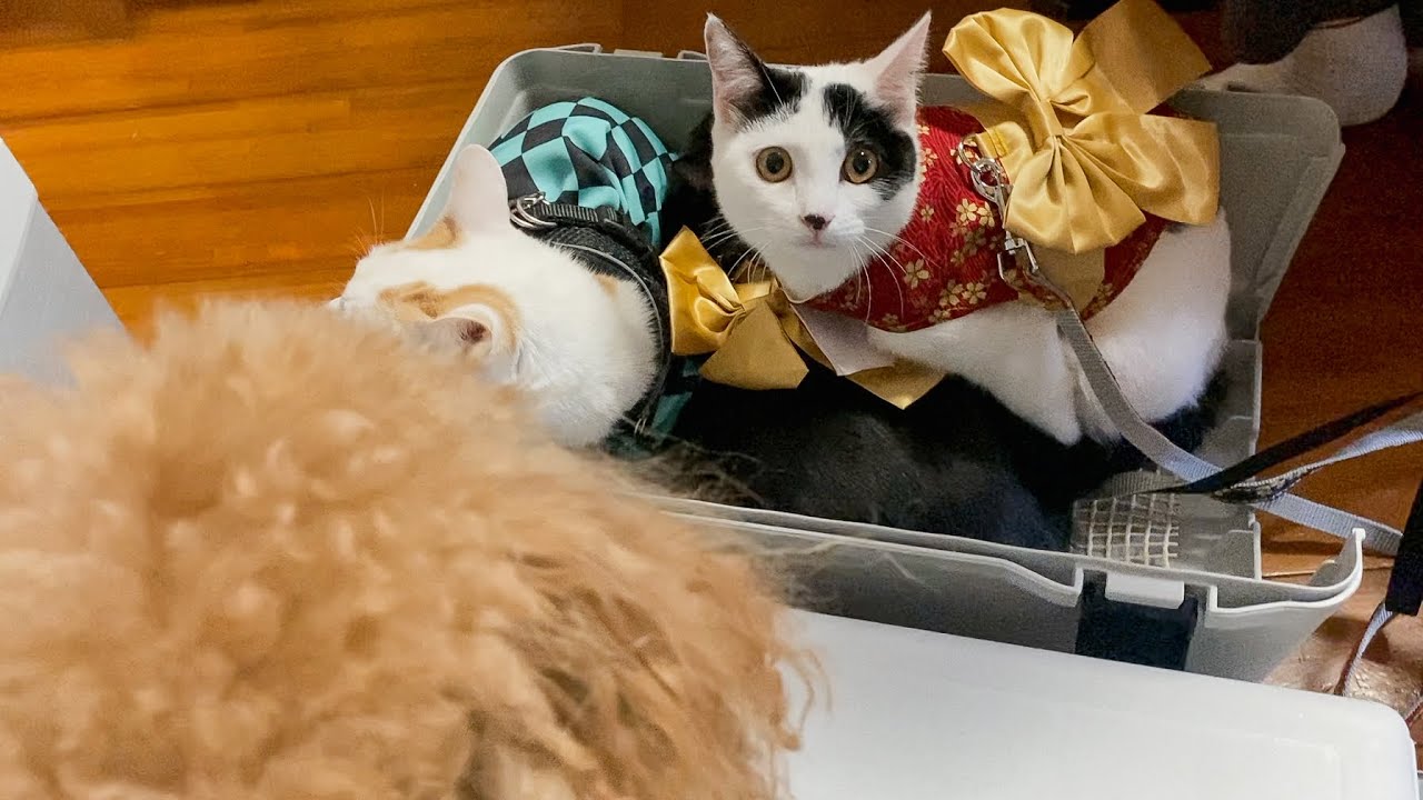 【猫の日】ねこちゃんとお友達になりたかったけどなれなかったイッヌ